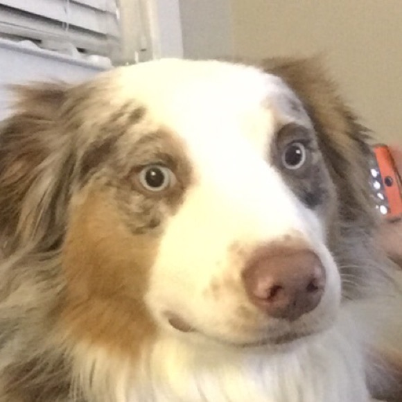 Meet your Posher, Mitchell - Picture 1 of 1